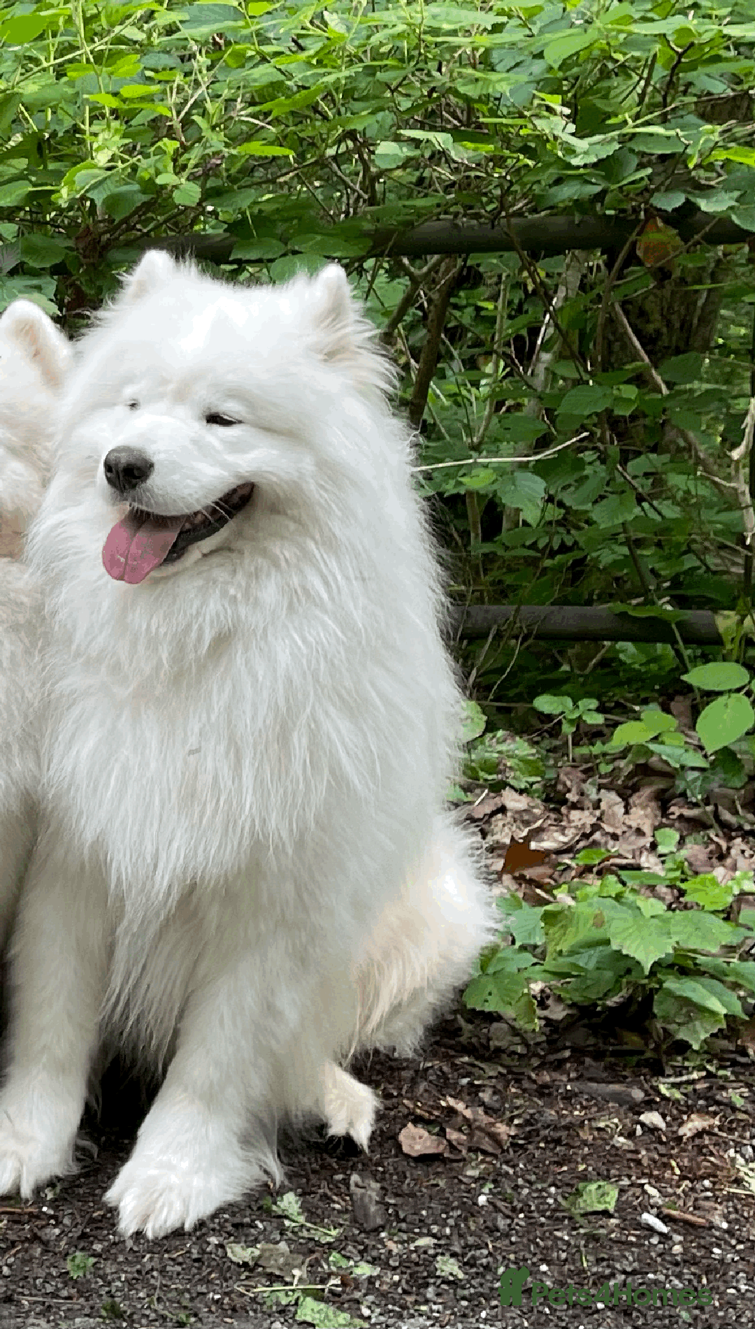 Samoyed dogs for stud: Health Tested, Proven, Show Samoyed for Stud in Exeter - Advert 6