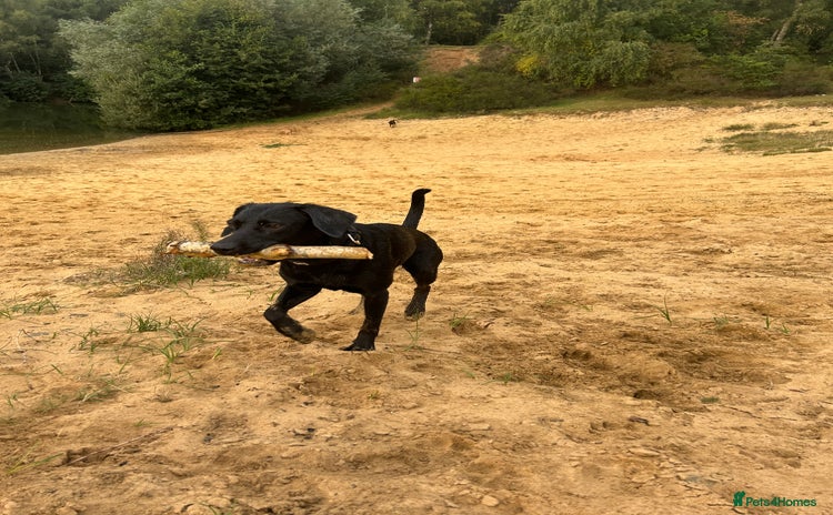 Mixed Breed dogs - Advert 1