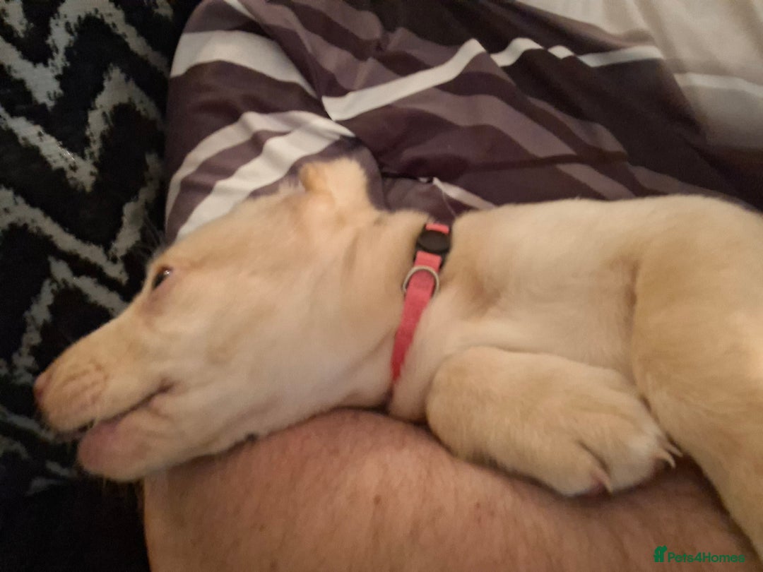 Labrador Retriever dogs for sale: Labrador puppies - Advert 21