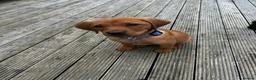 Labrador Retriever dogs for sale: Red fox lab puppy  - Advert 11