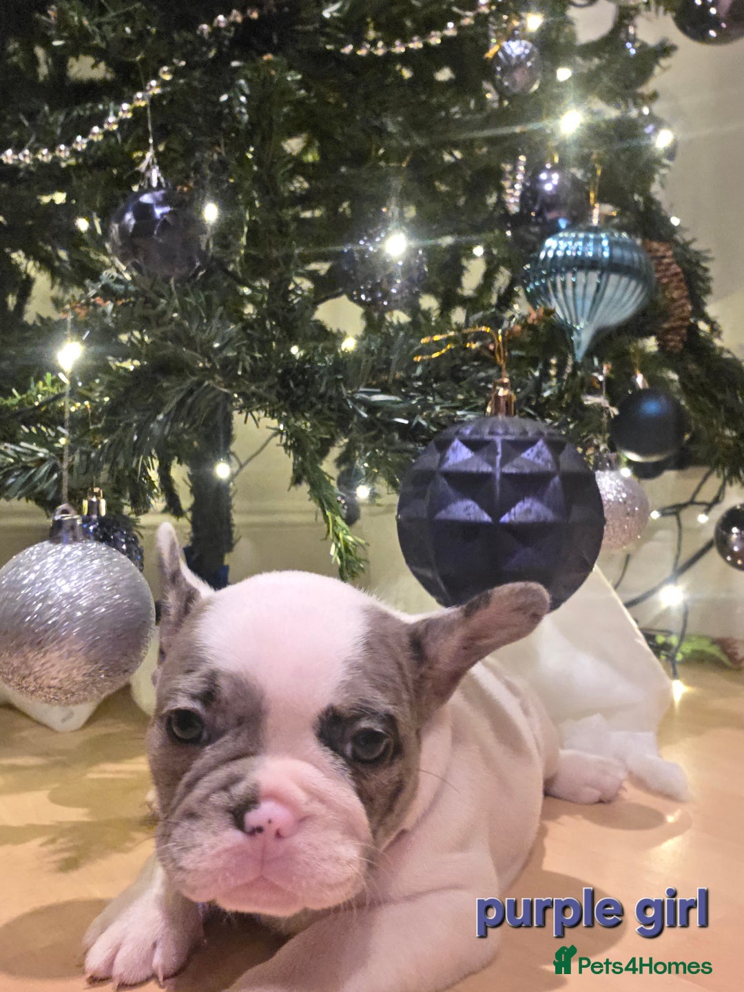 French Bulldog dogs for sale: Adorable French Bulldog puppies  - Advert 11