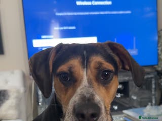 Mixed Breed dogs Beagle / pocket bully puppies - Advert 1