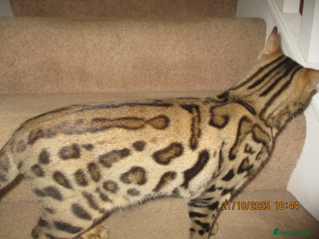 Bengal cats for sale: pedigree male bengals - Advert 25