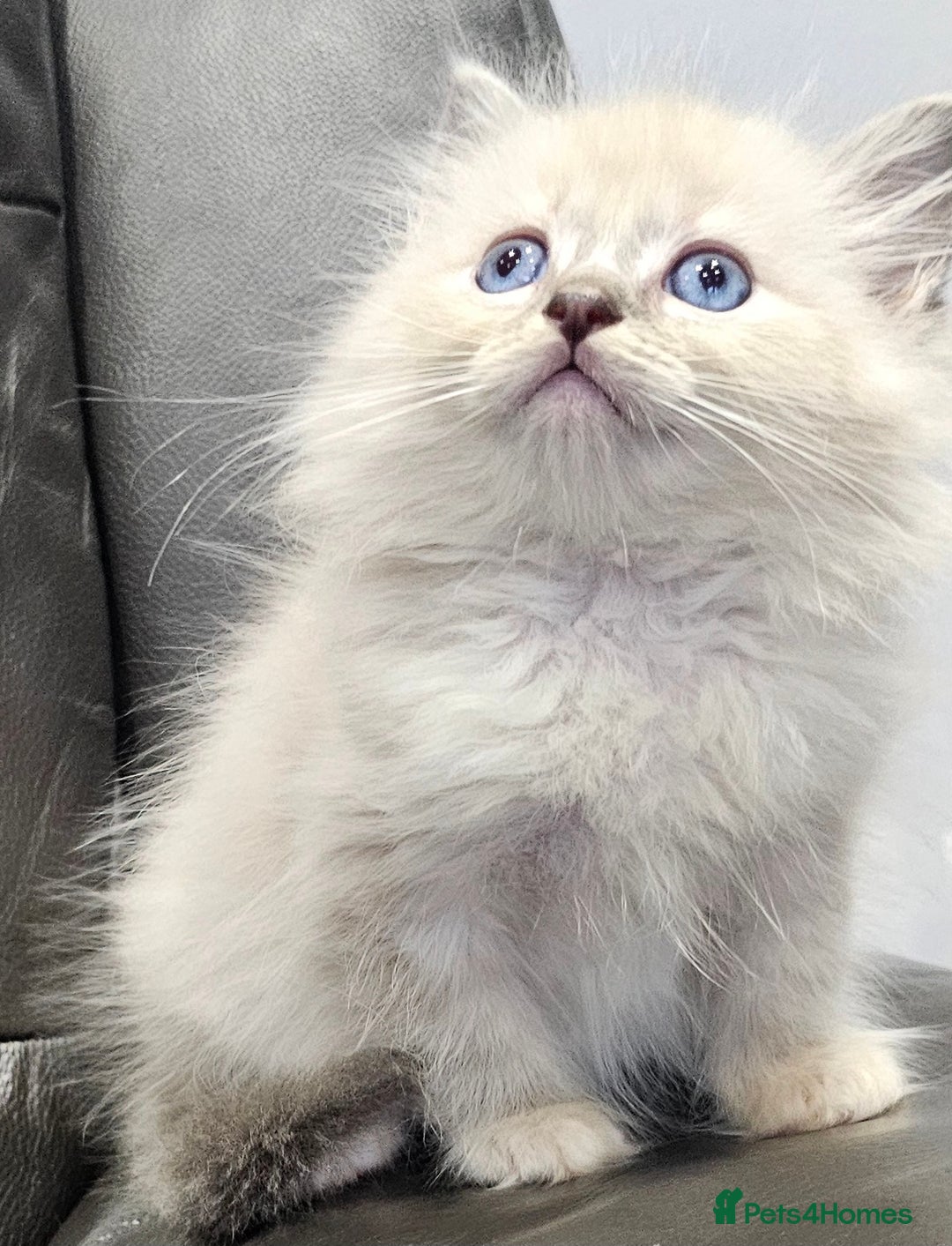 Ragdoll cats for sale: Stunning ragdoll kittens  - Image 27