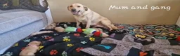 Labrador Retriever dogs for sale: KC Labrador Puppies | Fox Red & Yellow - Advert 6