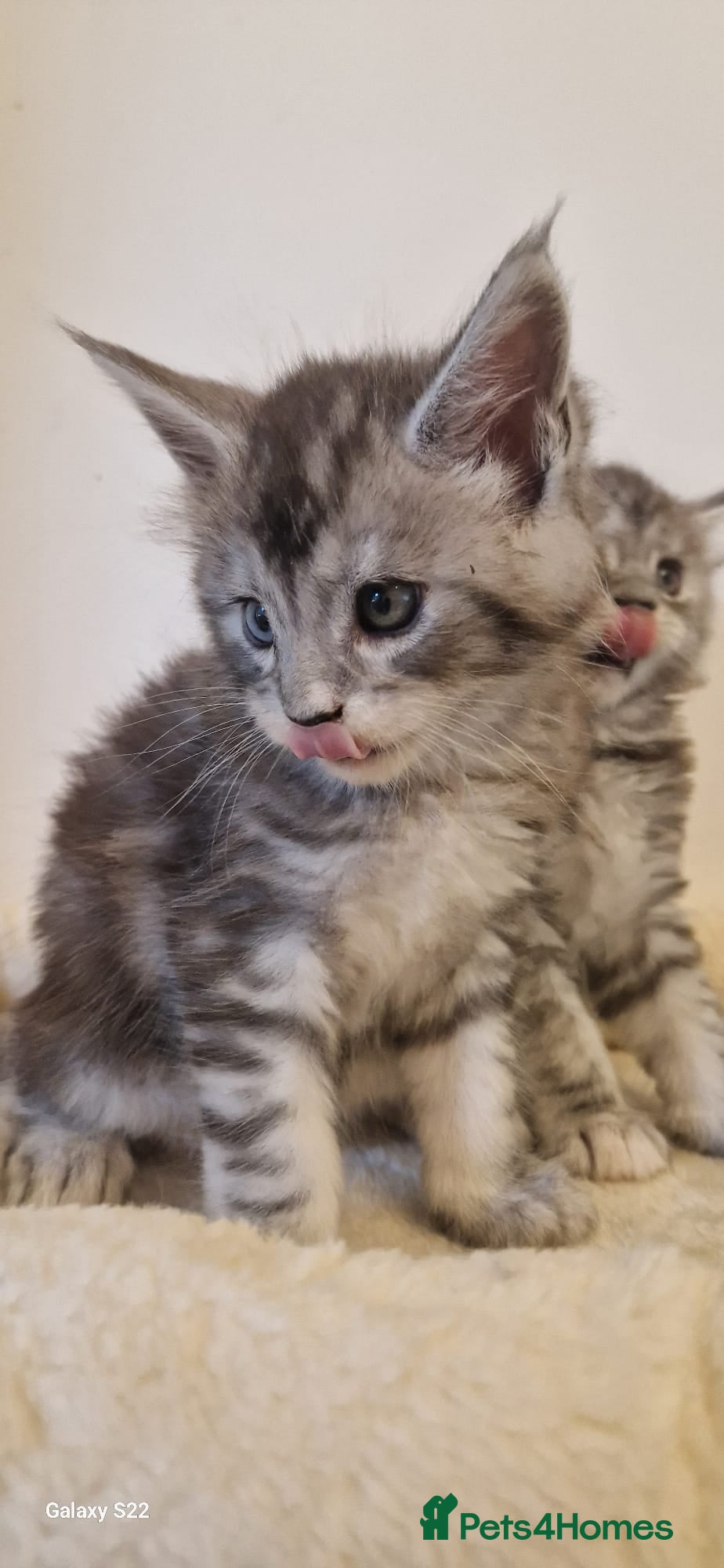 Maine Coon cats Beautiful Maine Coon Kittens  - Advert 2