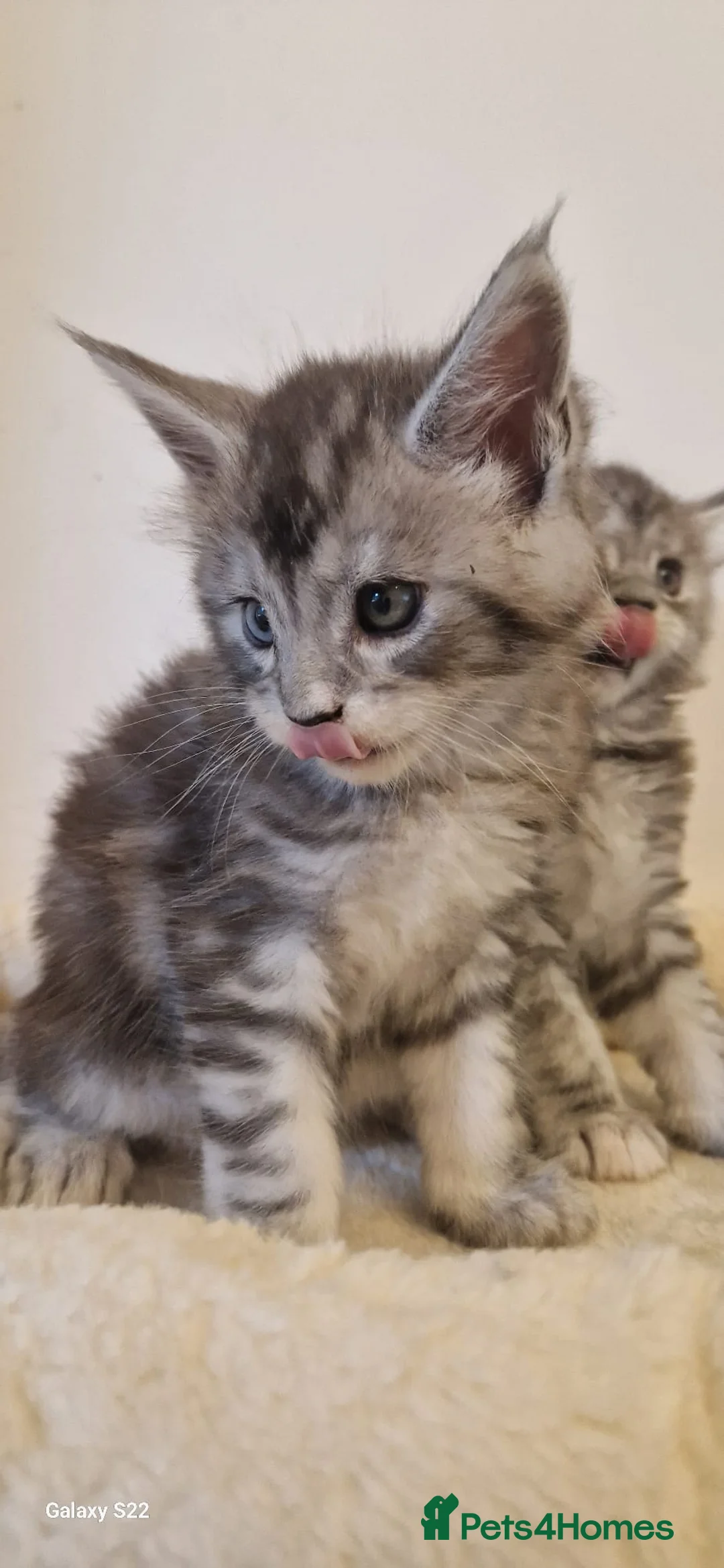 Maine Coon cats for sale: Beautiful Maine Coon Kittens  - Advert 2