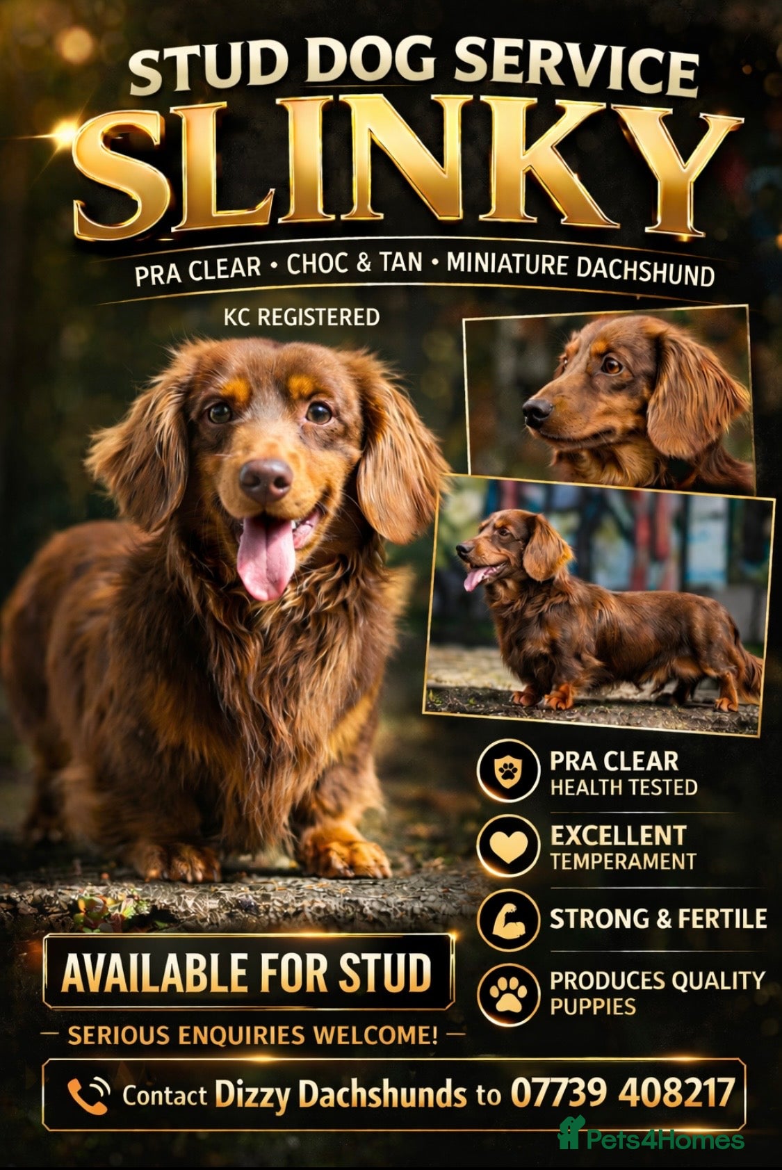 Miniature Dachshund dogs SLINKY (stud) - Advert 19