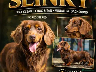 Miniature Dachshund dogs SLINKY (stud) - Advert 19