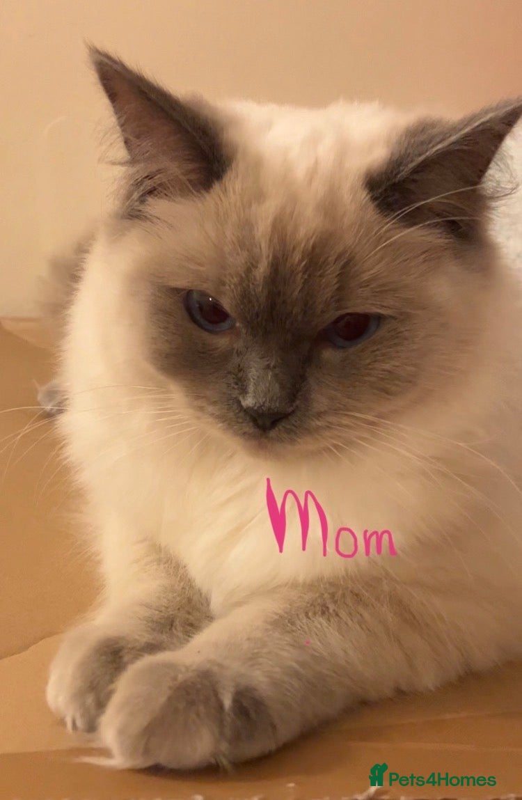 Mixed Breed cats 🏆GCCF Elizabeth (Ragdoll) x Toras (BSH) kittens🐾 - Advert 1