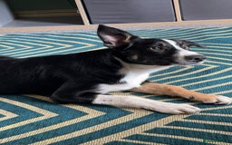 Borador dogs for sale: 5 borador puppies for sale - Image 6