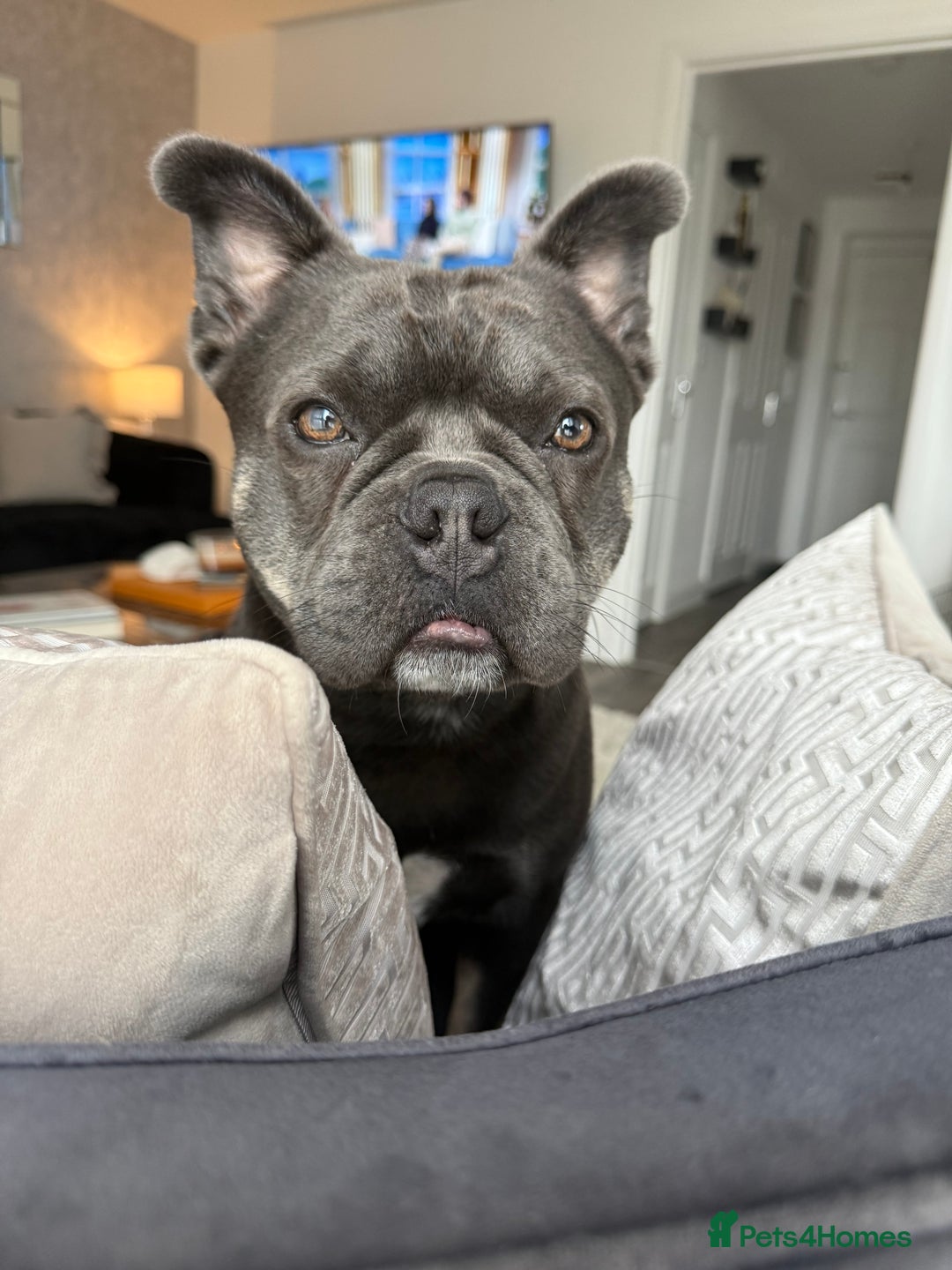 Mixed Breed dogs for sale: Frenchie X 1/4 Chow Chow  - Image 1