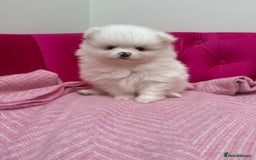 Pomeranian dogs for sale: READY 2nd August KC White Teddy Bear Poms - Image 22