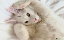Maine Coon cats for sale: Stunning Pedigree Pure White Maine Coon Kitten - Image 2