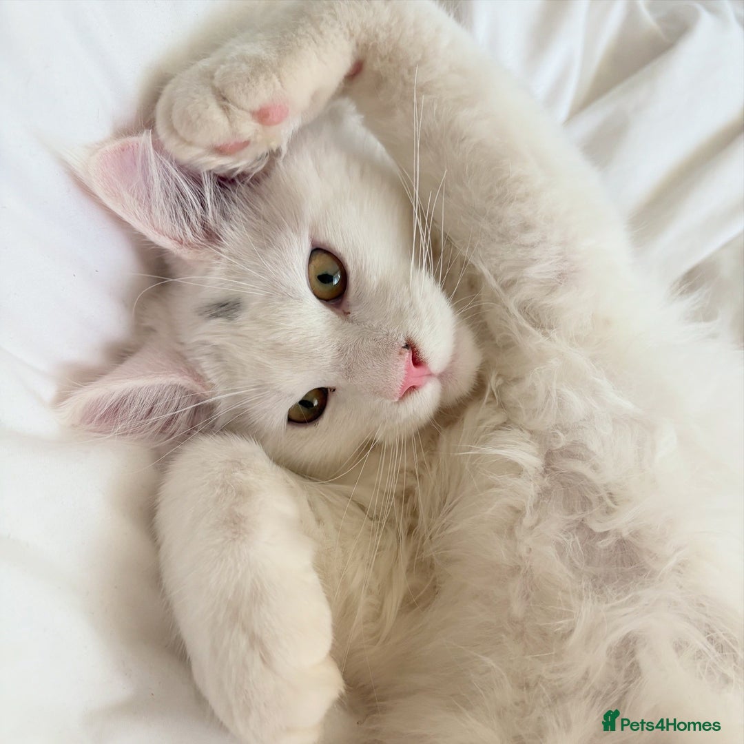 Maine Coon cats for sale: Stunning Pedigree Pure White Maine Coon Kitten - Image 2