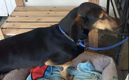 Mixed Breed dogs for adoption: Cinnamon needs a loving home  - Image 19