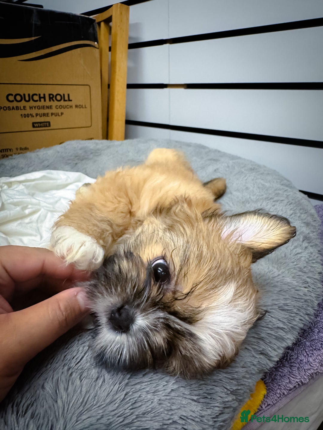 Mixed Breed dogs for sale: 🐶 Adorable Mixed-Breed Puppies Looking for Homes - Advert 12