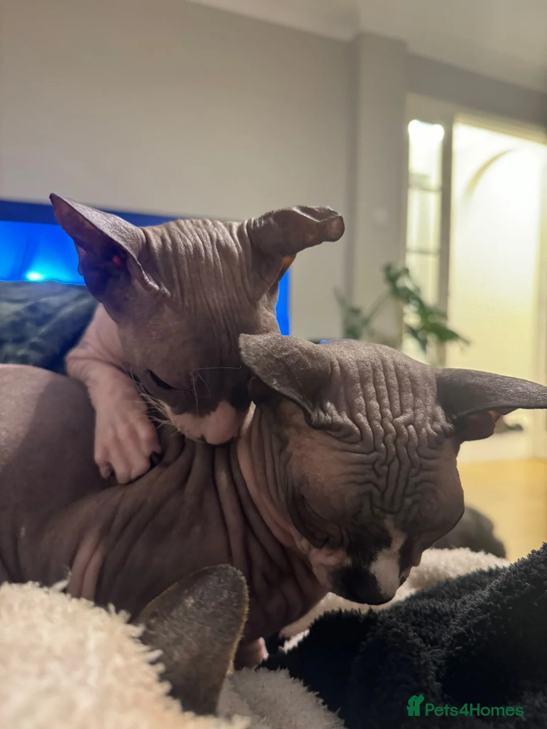 Sphynx cats for sale: Two loving boys for rehoming in Sevenoaks - Advert 2