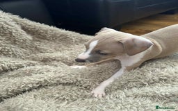 Italian Greyhound dogs for sale: italian greyhound puppies for sale - Image 6