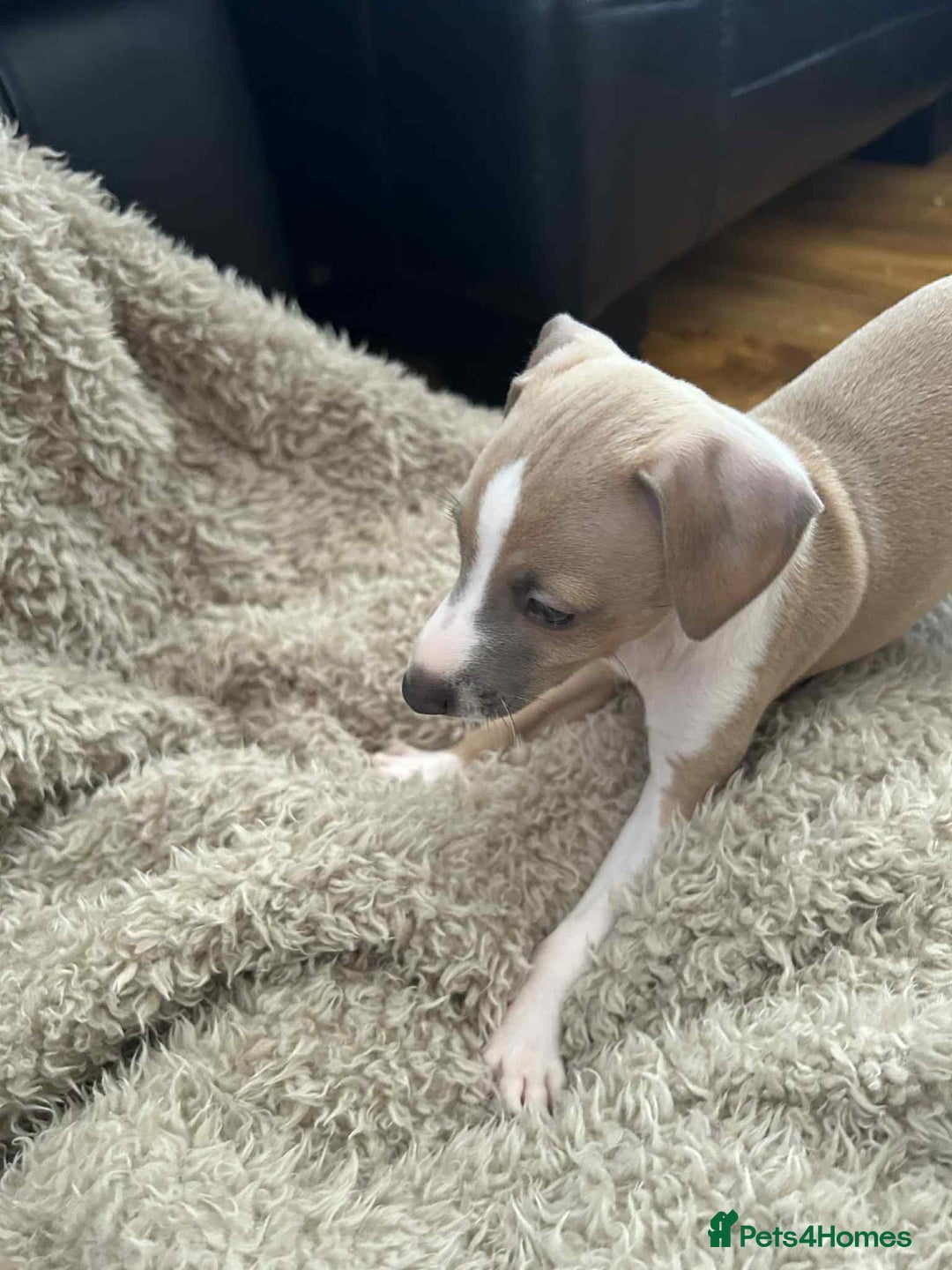Italian Greyhound dogs for sale: italian greyhound puppies for sale - Image 6