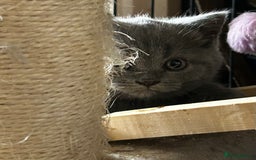 British Shorthair cats for sale: Gorgeous Blue British Shorthairs  - Image 1