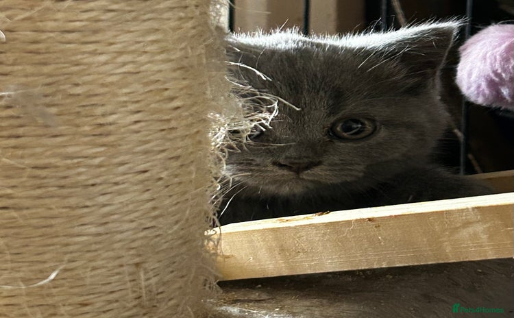 British Shorthair cats - Advert 1