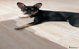 French Bulldog dogs for sale: French bulldog - Image 2