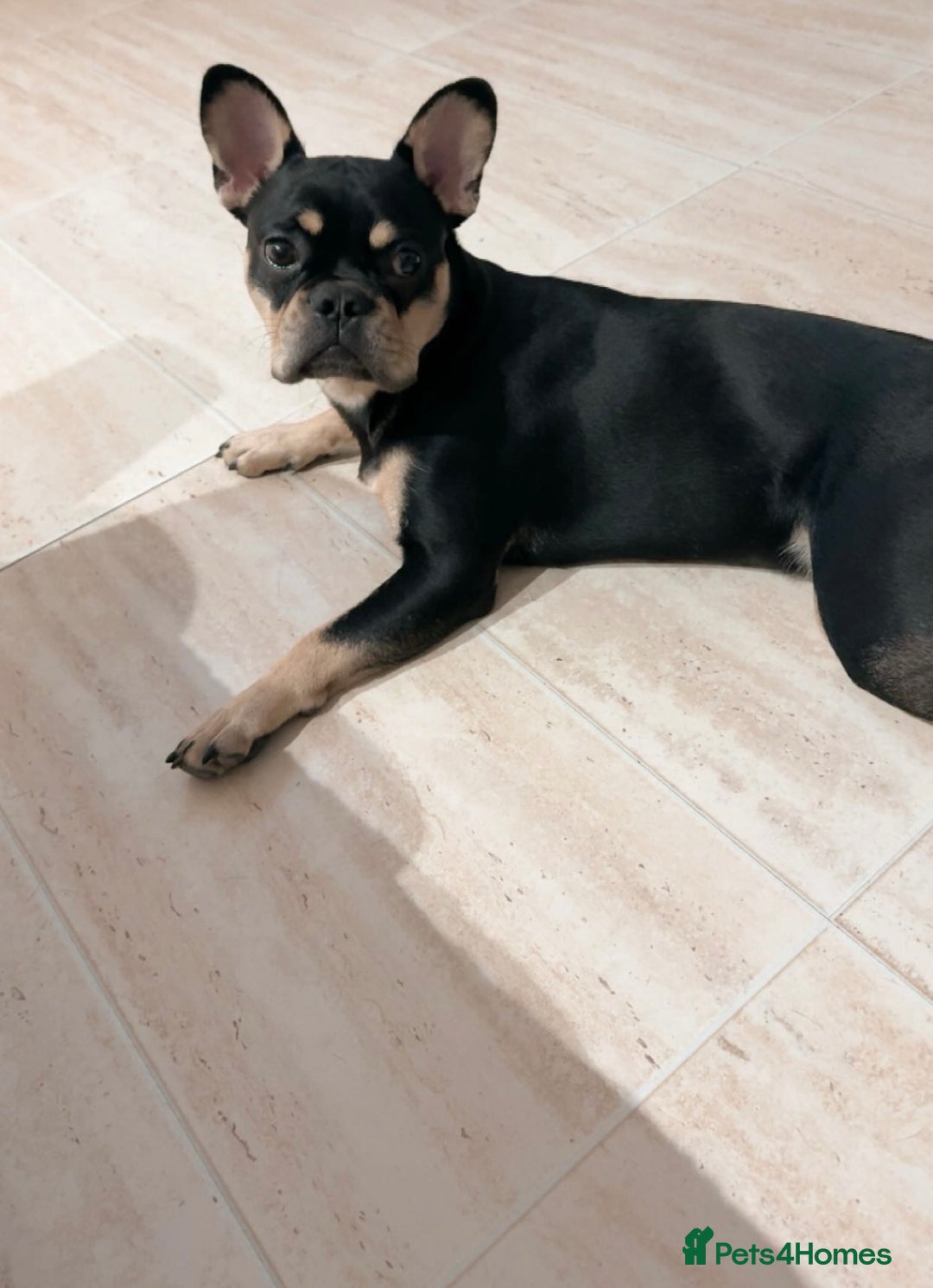 French Bulldog dogs for sale: French bulldog - Image 2