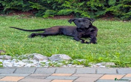 Boxer dogs for sale: 1 YEAR OLD CALM FEMALE BOXER  - Image 3