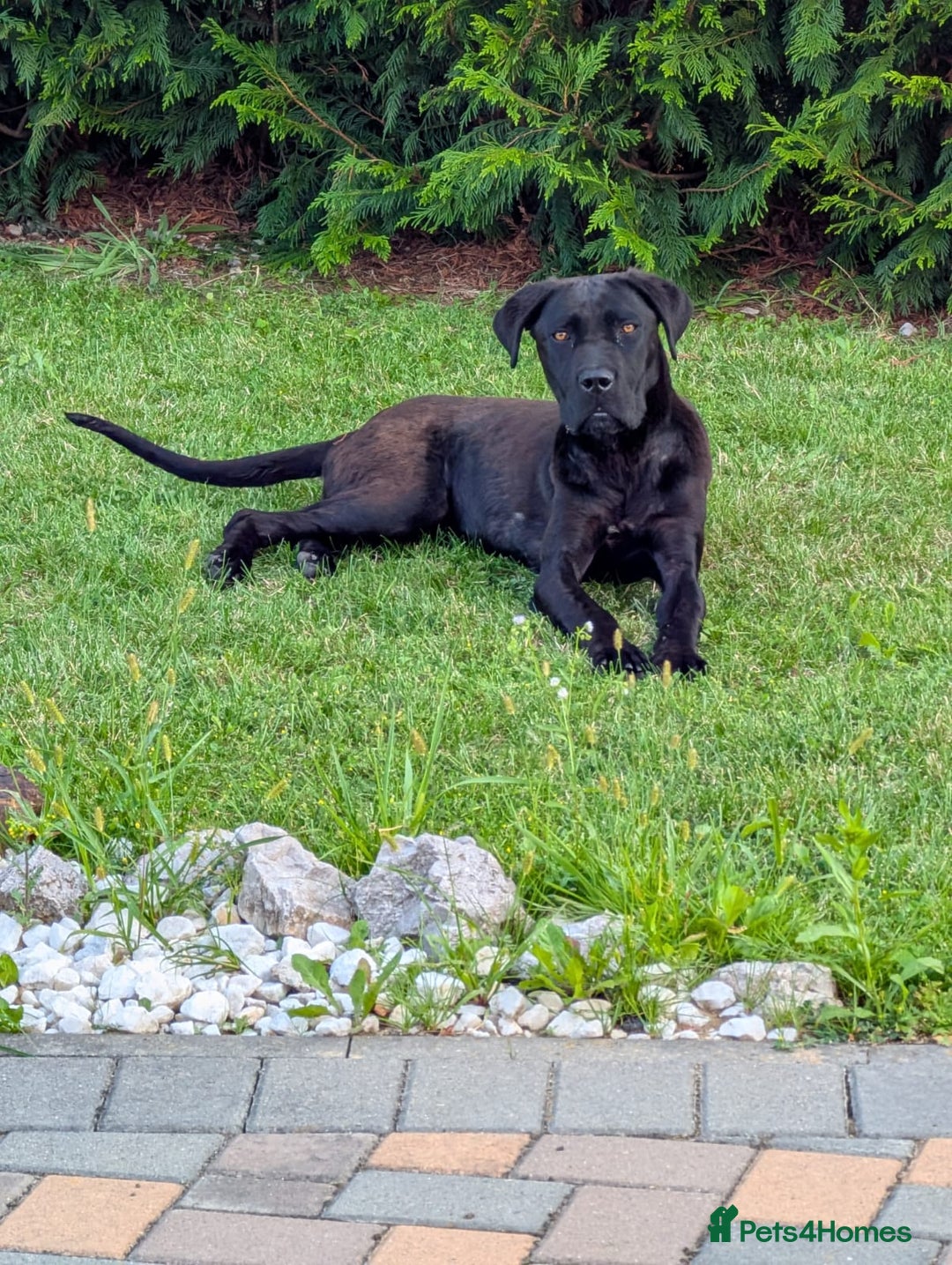 Boxer dogs for sale: 1 YEAR OLD CALM FEMALE BOXER  - Image 3