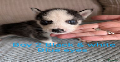 Siberian Husky dogs - Advert 7