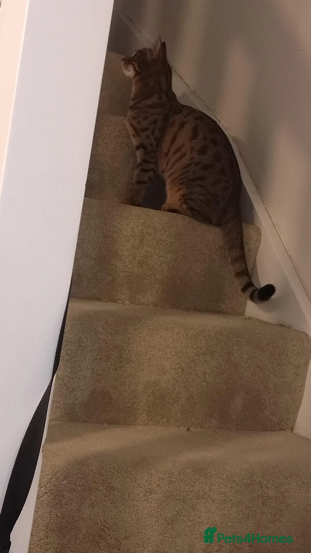 Mixed Breed cats for sale: Tabby/Bengal - Advert 2