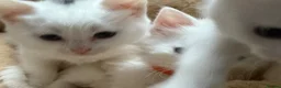 Ragdoll cats for sale: Ragdoll x ragdoll bsh male and female £275 8wk - Advert 2