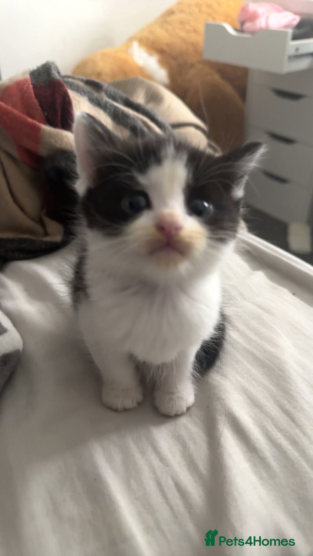 Mixed Breed cats for sale: Fluffy kittens - Image 15