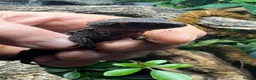 Skink reptiles for sale: 2 x Female Crocodile Skinks for Sale CB25 - Advert 2