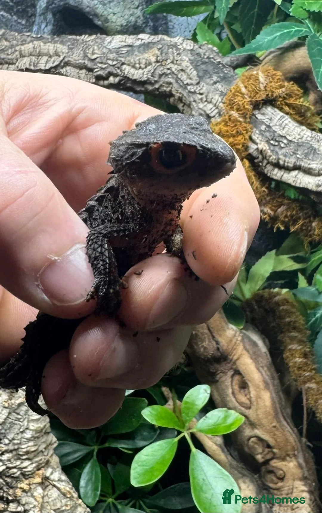 Skink reptiles for sale: 2 x Female Crocodile Skinks for Sale CB25 - Advert 2