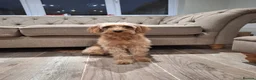 Labradoodle dogs for sale: ✨️F1bb miniture labradoodles✨️ - Advert 8
