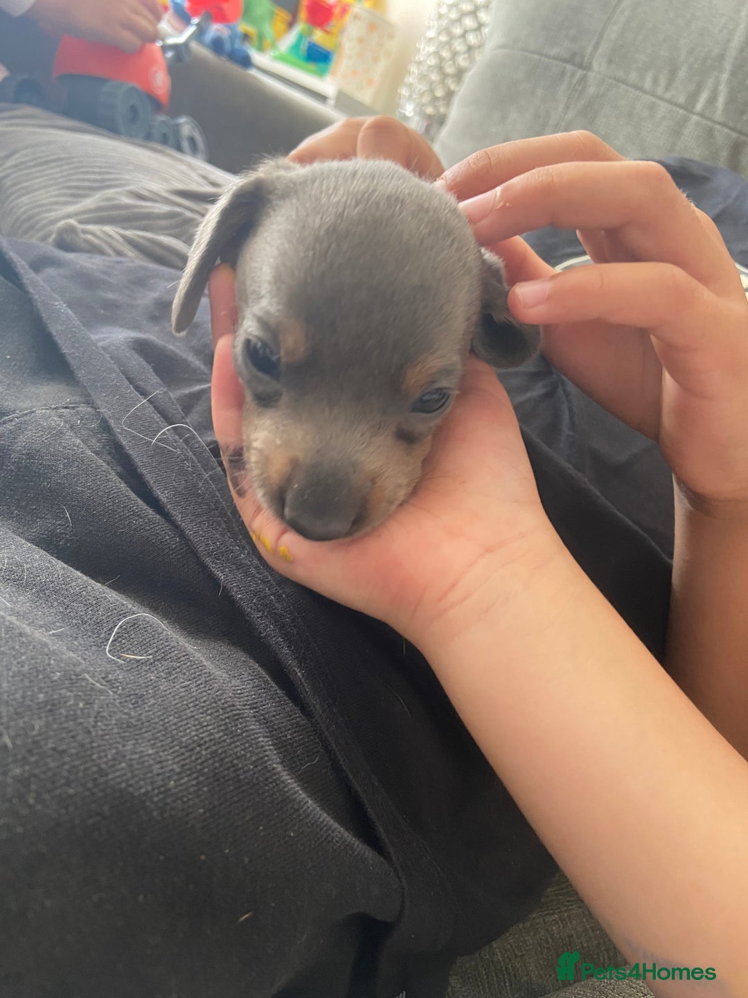 Miniature Dachshund dogs for sale: Beautiful miniature dachshunds  - Image 3