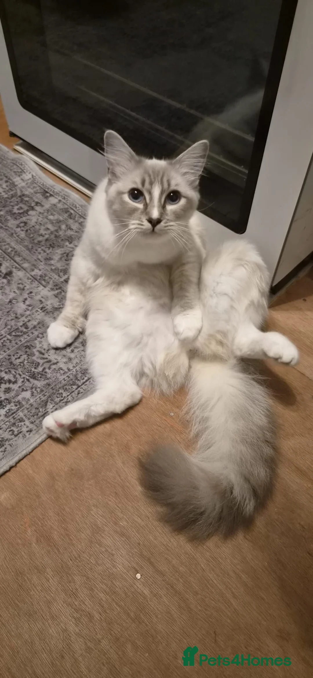 Ragdoll cats for sale: Beautiful 8-Month-Old Ragdoll Cats  - Advert 2