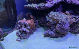 Other/Mixed Breed fish for sale:  600L Full Reef System With Fish & Corals - Image 6