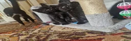 Mixed Breed cats for sale: Four kittens for sale. in Blackpool - Advert 10