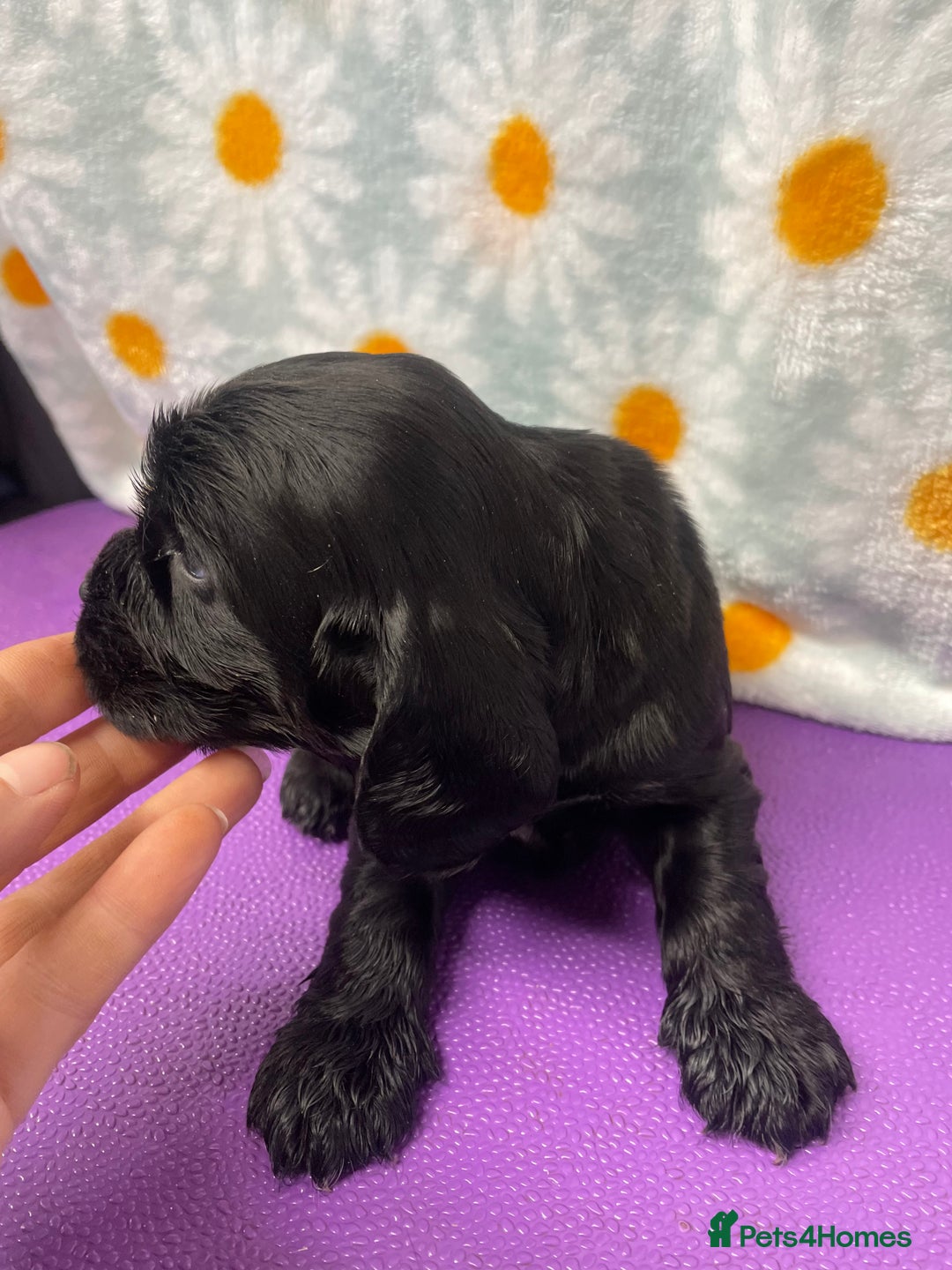 Cocker Spaniel dogs for sale: Beautiful show cocker spaniel babies - Image 12