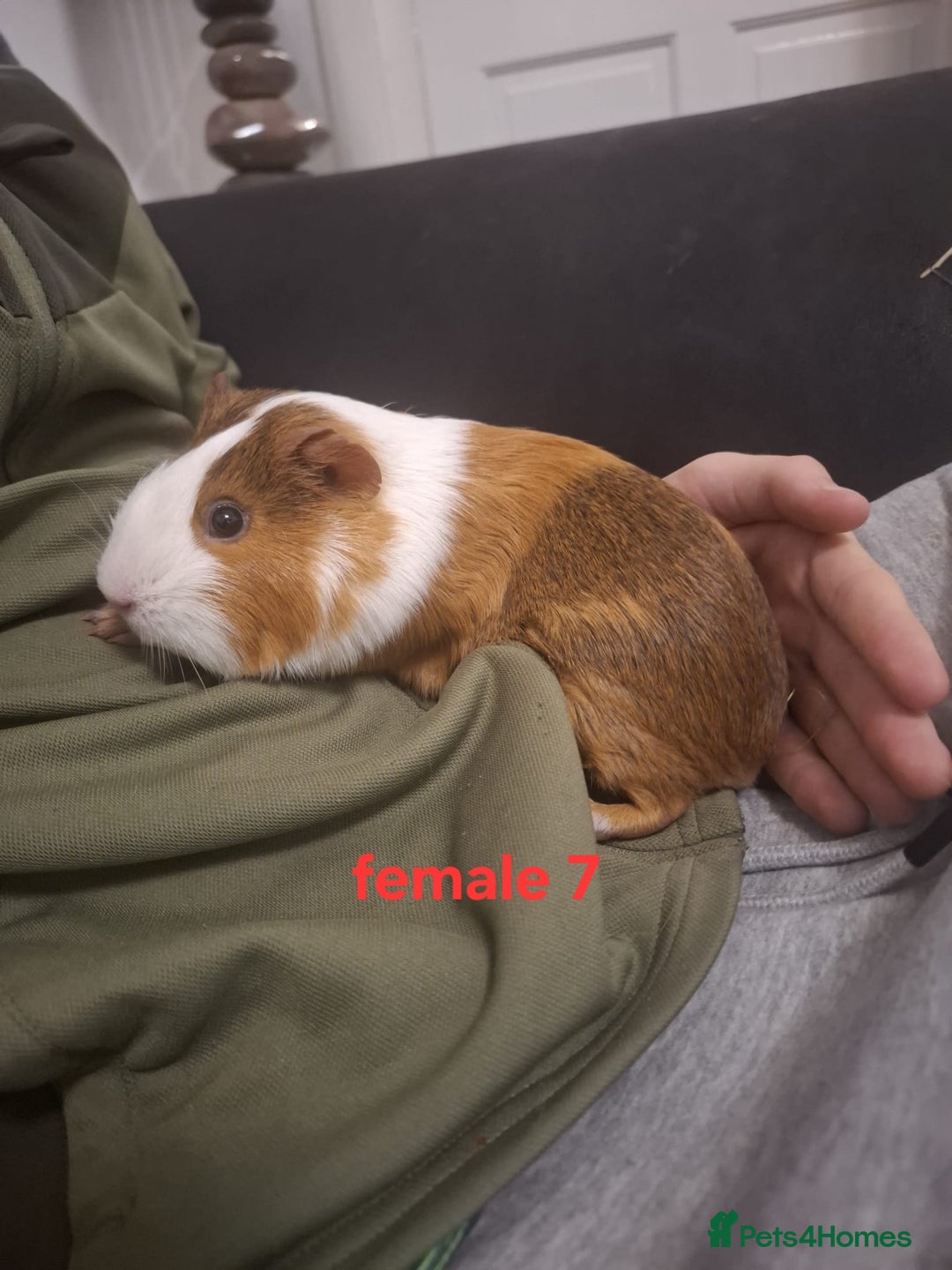 Guinea Pig rodents for sale: Mixed sex guinea pigs - Advert 11