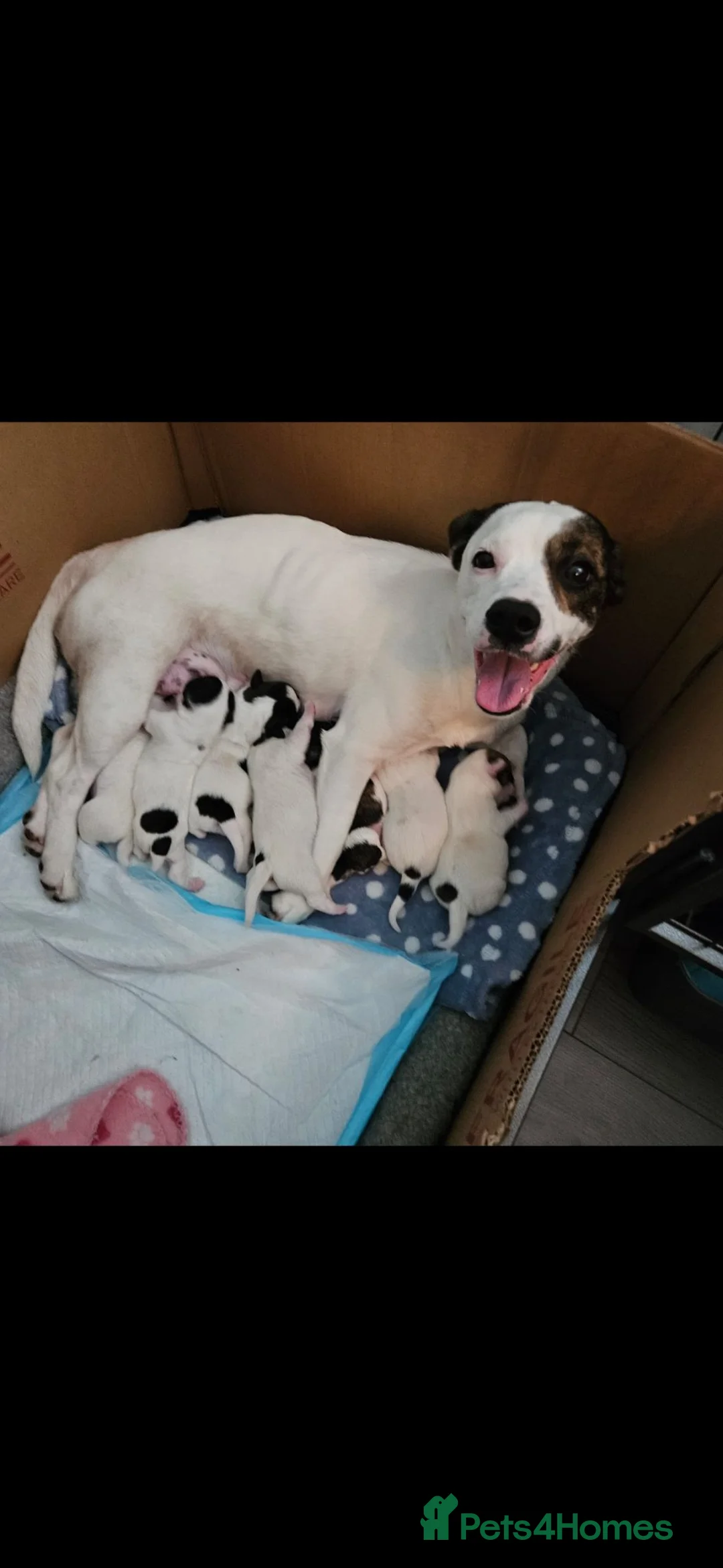 Mixed Breed dogs for sale: Gorgeous puppies looking for their forever home in Carlisle - Advert 1