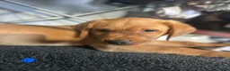 Labrador Retriever dogs for sale: Top Quality Fox Red Labradors - Advert 2