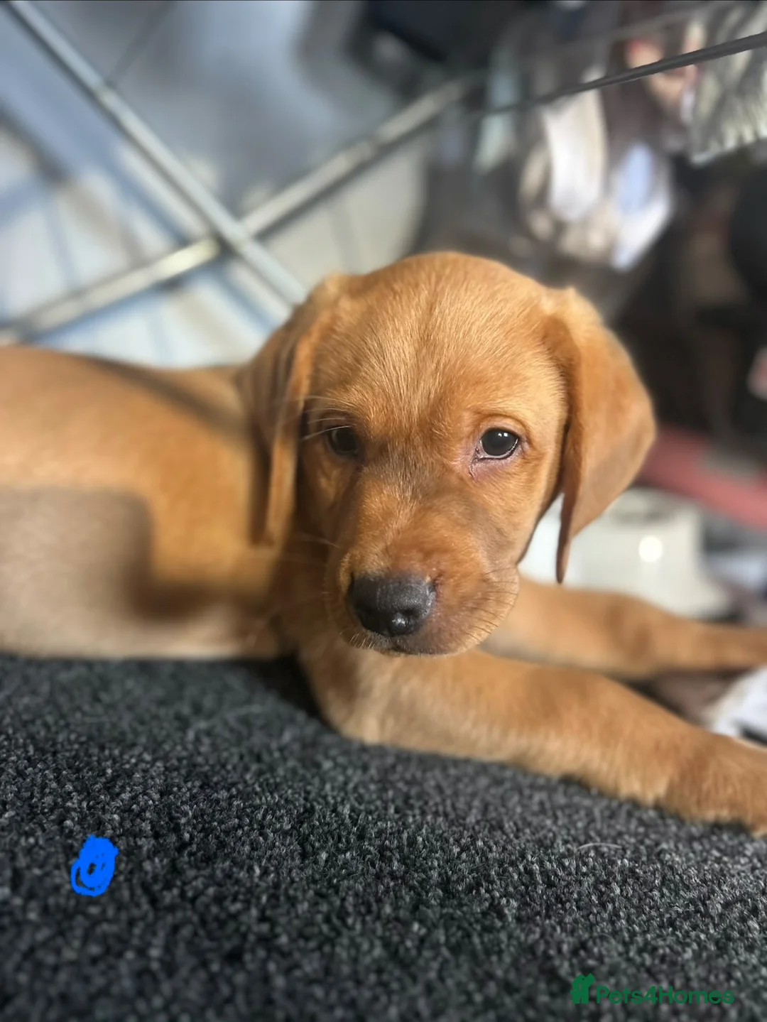 Labrador Retriever dogs for sale: Top Quality Fox Red Labradors - Advert 2