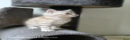 Bengal cats for sale: Rare Cashmere & Short Hair Bengals  - Advert 11