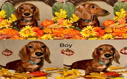 Dachshund dogs for sale: Miniature dachshunds for sale  - Image 1