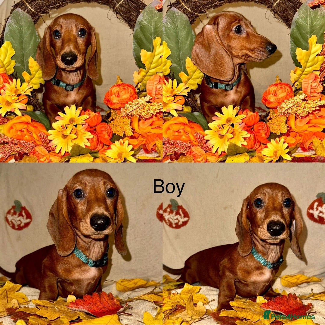 Dachshund dogs for sale: Miniature dachshunds for sale  - Image 1