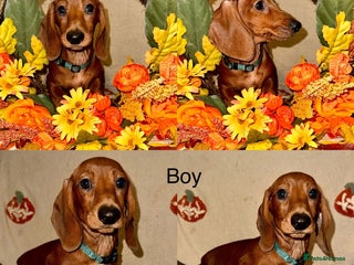 Dachshund dogs - Advert 1
